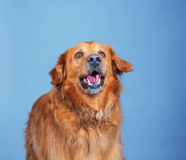 Golden Retriever, mavi arka plandaki stüdyoda izole edilmiş.