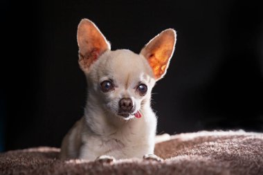 Şirin bir chihuahua, B ile çekilmiş siyah bir arka plan stüdyosunda izole edilmiş.