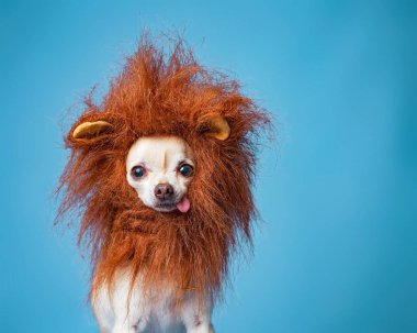 Stüdyoda izole edilmiş aslan yelesi kostümlü şirin bir chihuahua.