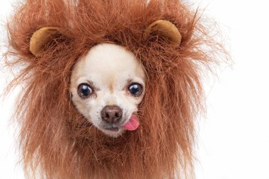Cute chihuahua with a lion mane studio shot isolated on a white  clipart