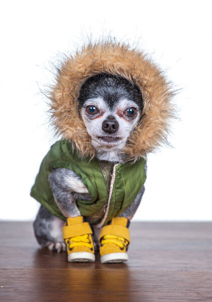 cute chihuahua in a studio shot