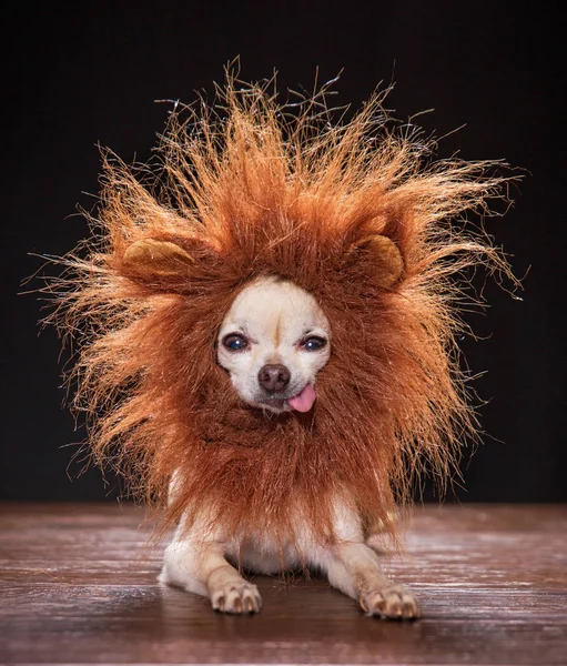 Cute chihuahua in a studio shot — Stock Photo, Image