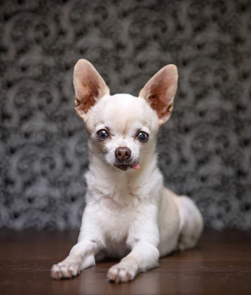 Aranyos chihuahua egy stúdió lövés — Stock Fotó