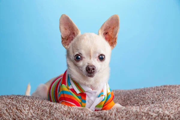 Carino chihuahua in un studio tiro — Foto Stock