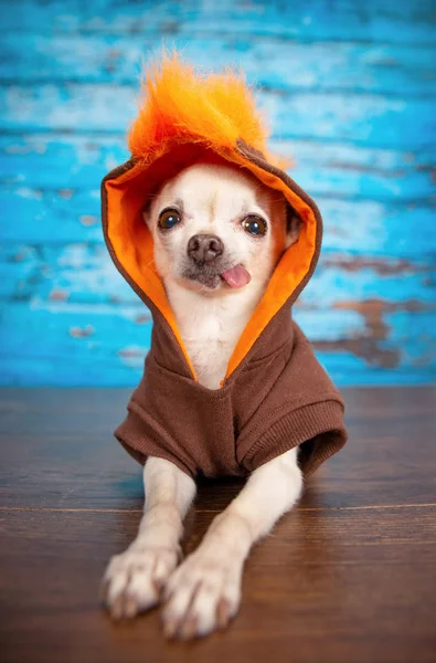 Chihuahua bonito em um tiro de estúdio — Fotografia de Stock
