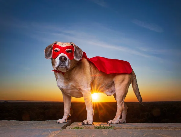 Cute beagle pug mix - puggle - na frente de um belo pôr do sol wi — Fotografia de Stock