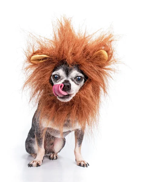 Cute chihuahua with a lion mane studio shot isolated on a white — Stockfoto