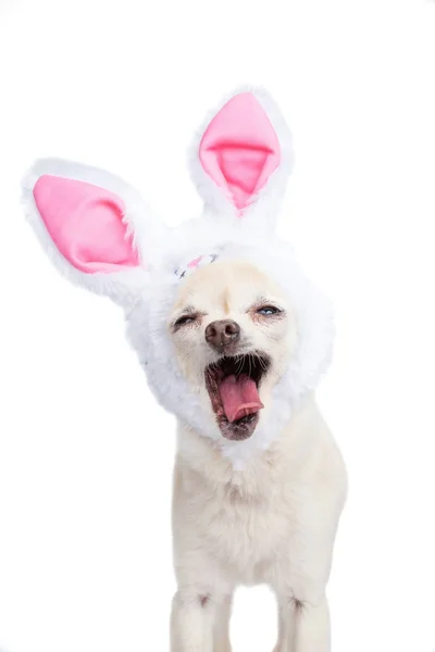 Lindo chihuahua usando orejas de conejo aisladas sobre un fondo blanco — Foto de Stock