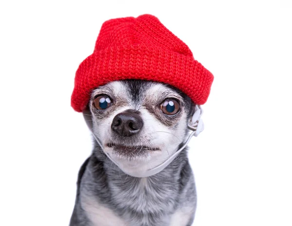 Leuke chihuahua met een rode gebreide muts geïsoleerd op een witte bac — Stockfoto