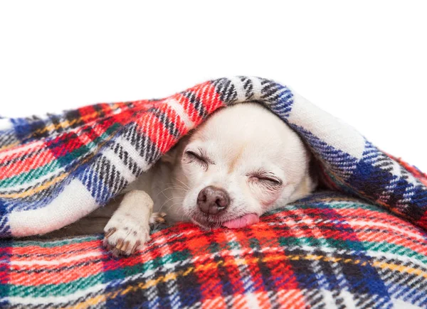 Chihuahua bonito dormindo sob um cobertor xadrez isolado em branco — Fotografia de Stock