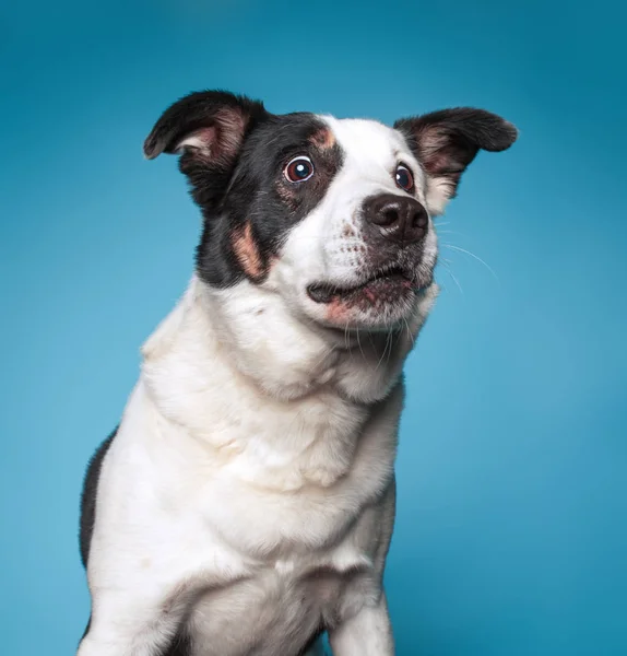 可爱的边境牧羊犬在一个孤立的背景上混合了牛的狗 — 图库照片