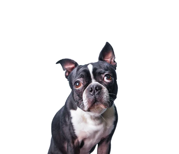 Cute Boston terrier studio strzał na odosobnionym tle — Zdjęcie stockowe