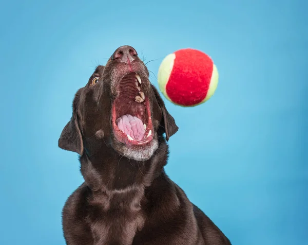 Laboratorio de chocolate captura de una pelota en un estudio de fondo aislado s — Foto de Stock