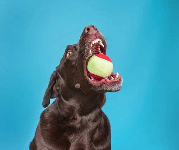 Chocolate lab catching a ball in an isolated background studio s