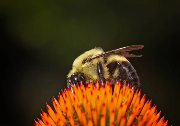 Gran abejorro en una equinácea coneflower delante de un aislado — Foto de Stock