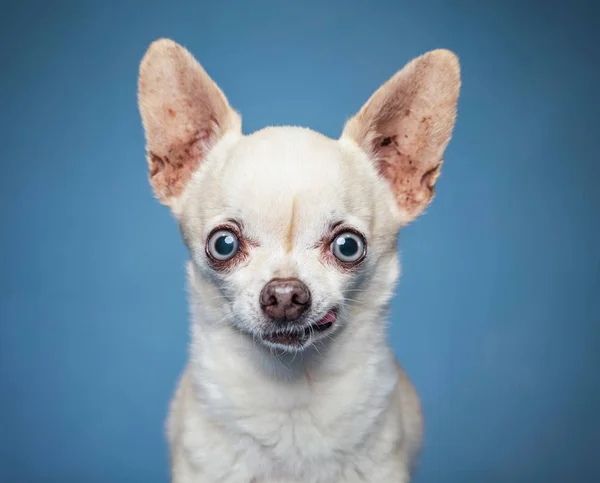 Roztomilý široký oči chihuahua na izolovaném modrém pozadí studia s — Stock fotografie