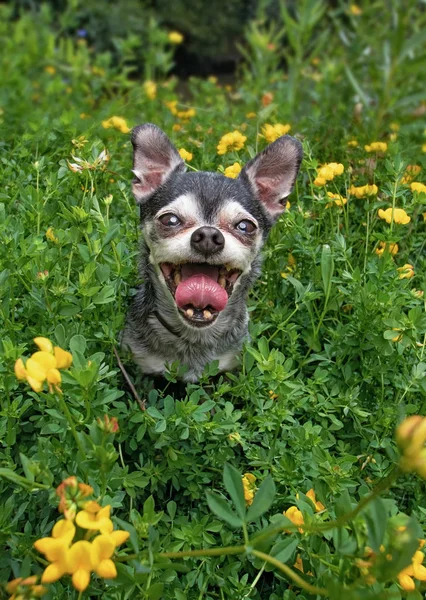 Leuke chihuahua zittend in gras en bloemen op een warme zomerdag — Stockfoto