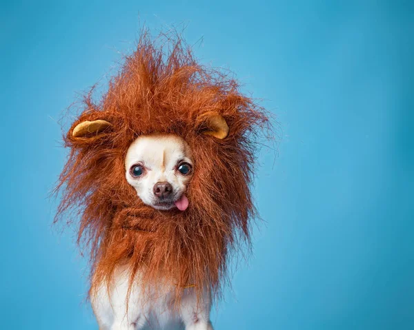 Cute chihuahua in a lion mane costume isolated in a studio setti — 스톡 사진