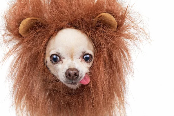 Cute chihuahua with a lion mane studio shot isolated on a white — Stock Photo, Image