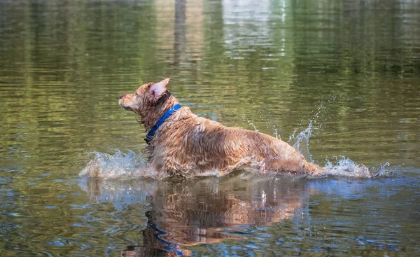 Funny labrador retriever jumping into a pond or lake on a hot su — Stock Photo, Image
