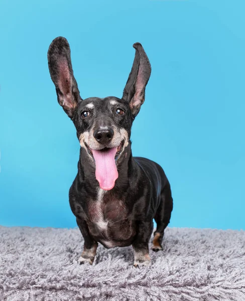 Αστεία dachshund με τη γλώσσα του έξω και τα αυτιά πετούν σε ένα απομονωμένο — Φωτογραφία Αρχείου