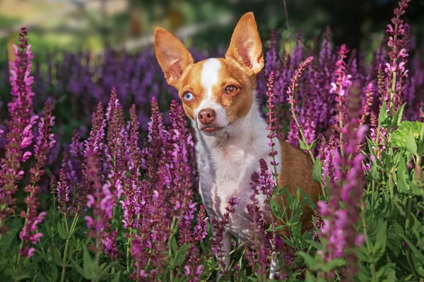 Carino chihuahua seduta di fronte a un fiore nell'erba su una ho — Foto Stock