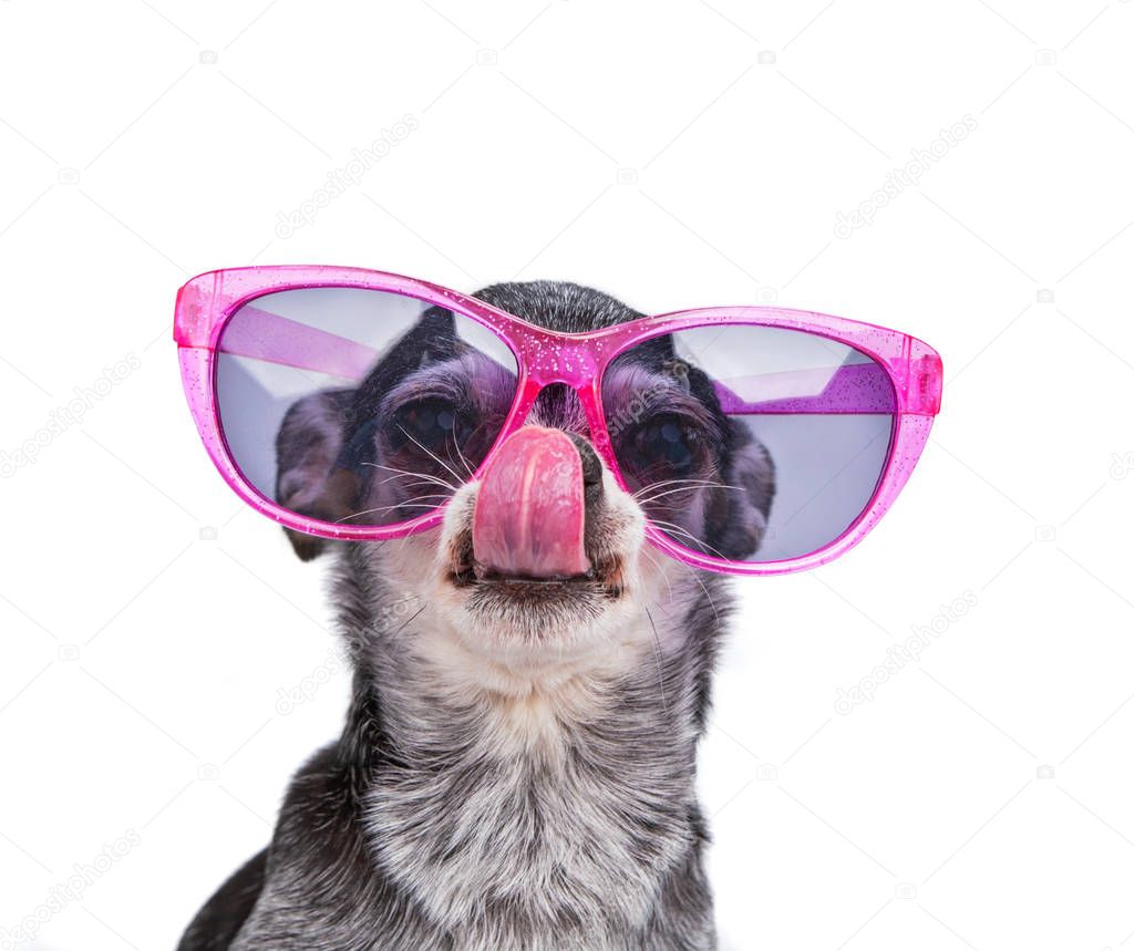 Cute chihuahua wearing pink sunglasses isolated on a white backg
