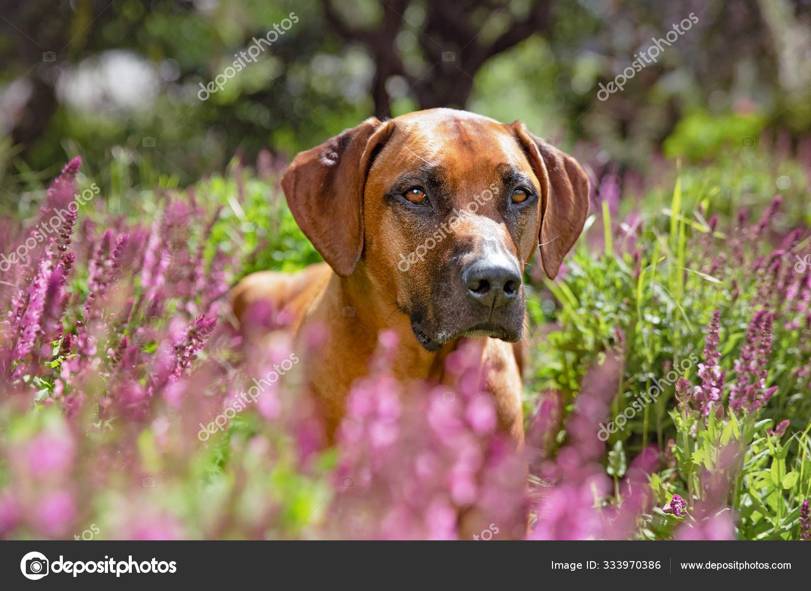 Stockfotos Friendly Mutt Bilder Stockfotografie Friendly Mutt Lizenzfreie Fotos Seite 3 Depositphotos