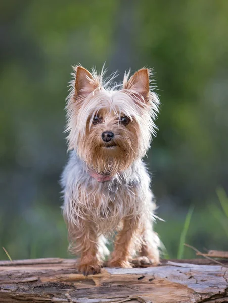 Carino yorkshire terrier seduto fuori in natura — Foto Stock