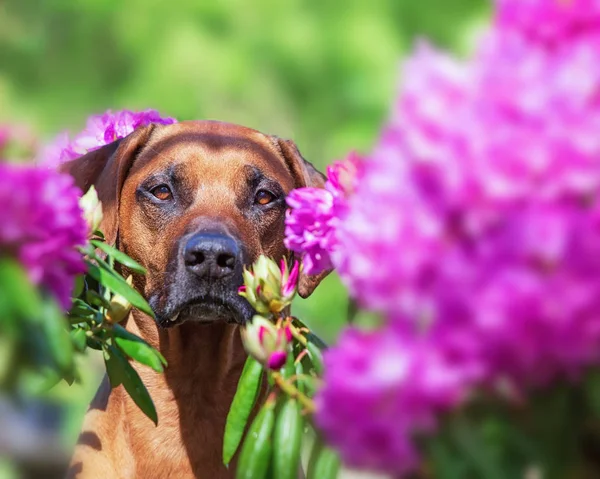 Hermoso ridgeback rodesio en bonitas flores —  Fotos de Stock