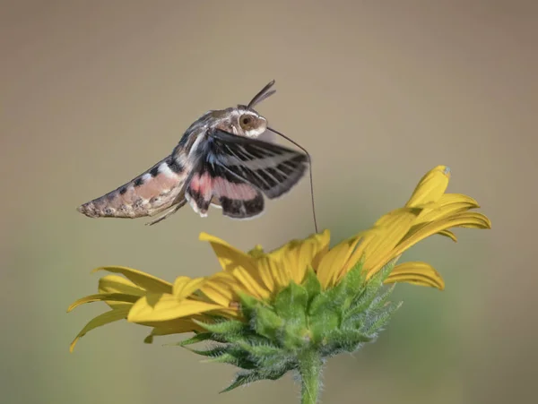 Polilla blanca forrada de esfinge flotando sobre una flor que se alimenta con su —  Fotos de Stock