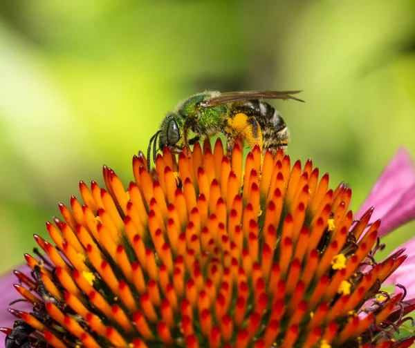 Velká potní včela na šišce před osamělou — Stock fotografie