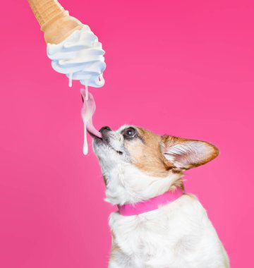 İzole edilmiş bir arka planda çekilen şirin bir köpek stüdyosu