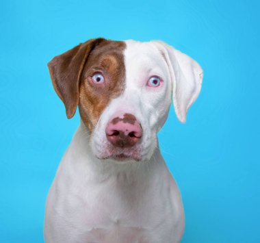 Bir stüdyo çekiminde renkli bir arkaplanda izole edilmiş şirin bir köpek.