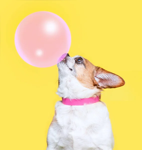Słodkie Pies Izolowane Kolorowe Tło Studio Strzał — Zdjęcie stockowe