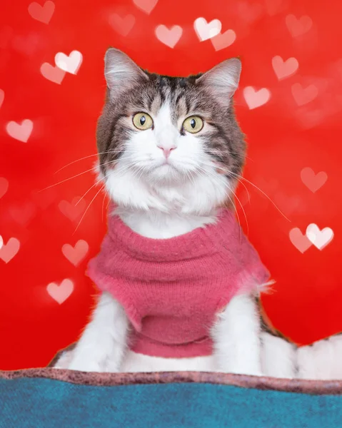 Chat Mignon Avec Thème Saint Valentin — Photo