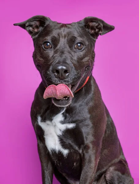 Cute Dog Studio Shot Isolated Background — Stock Photo, Image