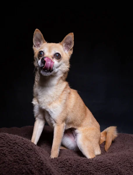 孤立した背景で撮影されたかわいい犬のスタジオ — ストック写真