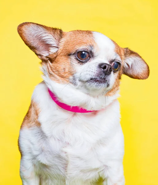 Χαριτωμένο Σκυλί Απομονώνονται Ένα Πολύχρωμο Φόντο Ένα Πλάνο Στούντιο — Φωτογραφία Αρχείου