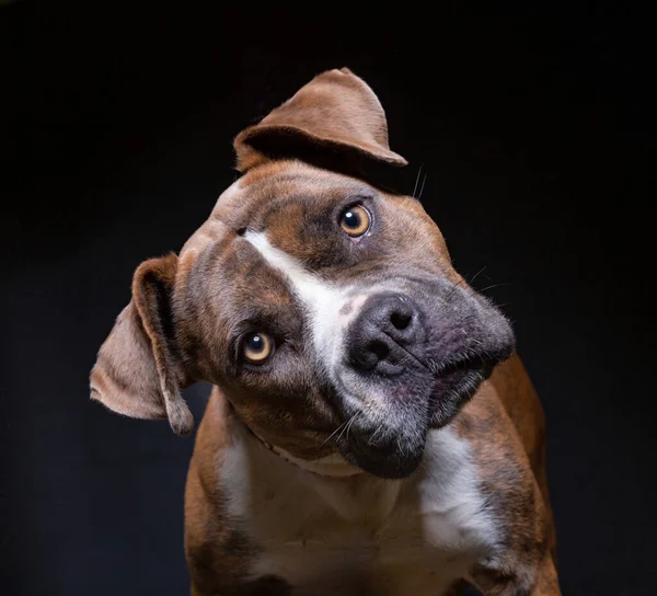 Studio Shot Van Een Schattige Schuilplaats Hond Een Geïsoleerde Achtergrond — Stockfoto