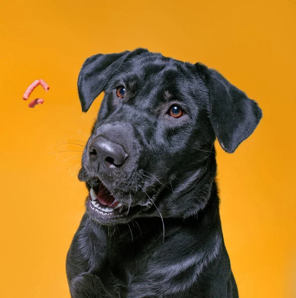 Zole Edilmiş Bir Arka Planda Çekilen Şirin Bir Köpek Stüdyosu — Stok fotoğraf