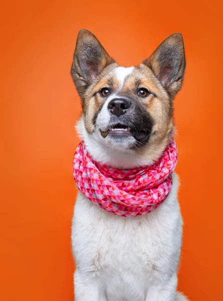 Schattig Hond Studio Schot Een Geïsoleerde Achtergrond — Stockfoto