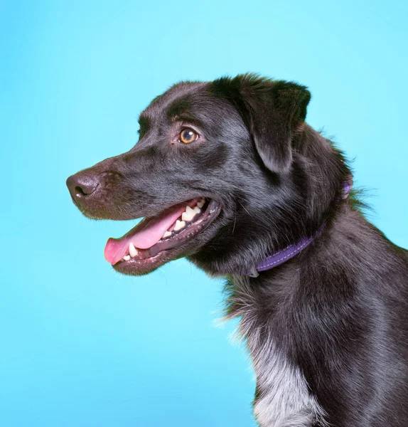 孤立した背景にあるシェルター犬のかわいいスタジオ写真 — ストック写真