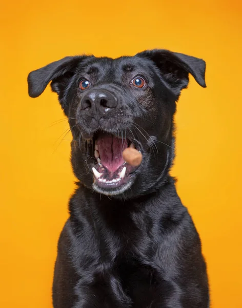 Chien Mignon Isolé Sur Fond Coloré Dans Plan Studio — Photo