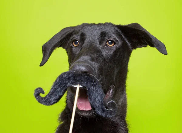 Lindo Perro Estudio Disparo Sobre Fondo Aislado — Foto de Stock