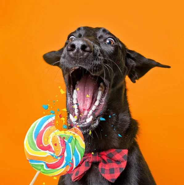 Zole Edilmiş Arka Planda Bir Barınak Köpeğinin Şirin Stüdyo Fotoğrafı — Stok fotoğraf