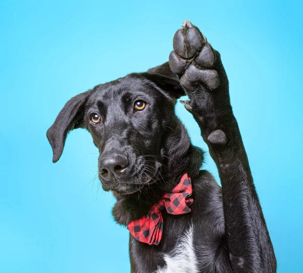 Zole Edilmiş Bir Arka Planda Çekilen Şirin Bir Köpek Stüdyosu — Stok fotoğraf