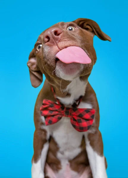 Bonito Cão Estúdio Tiro Isolado Fundo — Fotografia de Stock