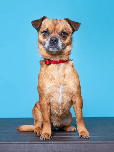 Niedliches Studiofoto Eines Tierheimhundes Auf Isoliertem Hintergrund — Stockfoto