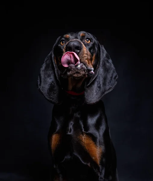 Schattig Hond Studio Schot Een Geïsoleerde Achtergrond — Stockfoto